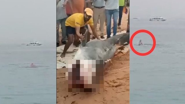 Viral Video Seorang Pria Rusia Tewas Dimakan Hiu