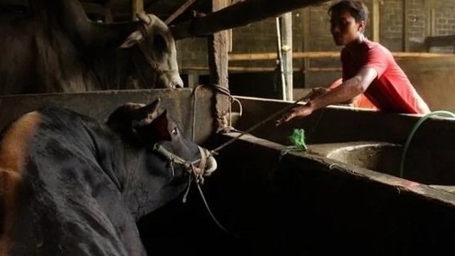 Pesanan Hewan Kurban Semakin Meningkat