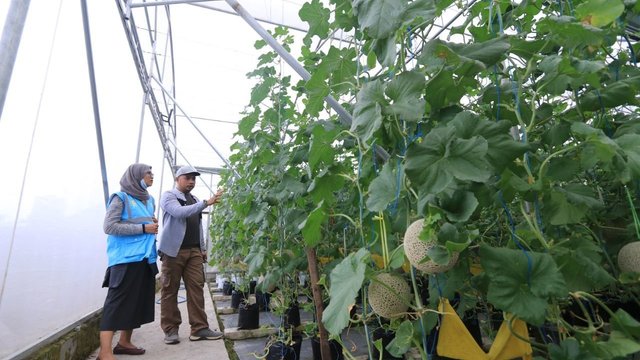 Listrik PLN Bantu Tingkatkan Budidaya Melon Premium di Sleman