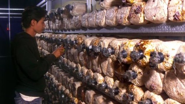 Raup Jutaan Rupiah Sebulan, Menariknya Peluang Bisnis Budidaya Jamur Kuping