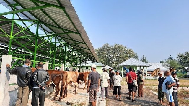 Jelang Idul Adha, Pasar Sapi di PHTP Masih Sepi