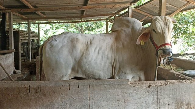 Sapi Kurban Jumbo Presiden Jokowi Disebar ke 38 Provinsi