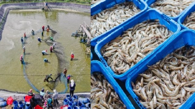 Polemik Pendirian Tambak Udang, Panewu Sanden Buka Suara
