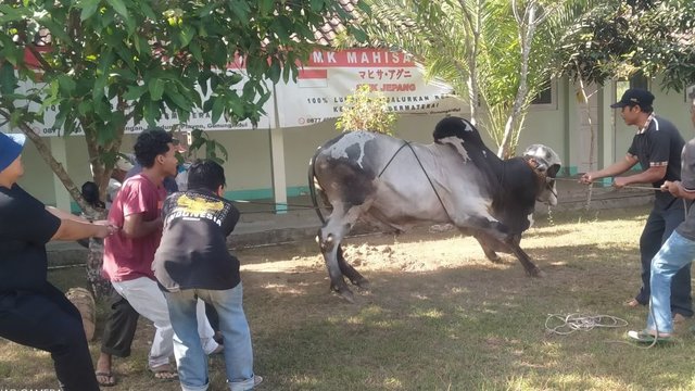 SMK Mahisa Agni Sembelih 2 Ekor Sapi