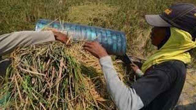 Harga Gabah Petani DIY Sebanyak 94,55 Persen Dibawah HPP