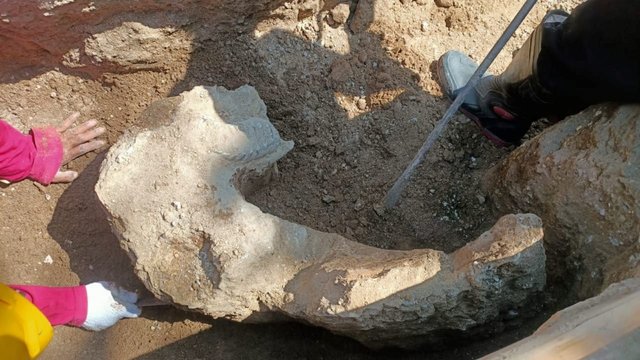 Lansia Temukan Fosil Gajah Purba