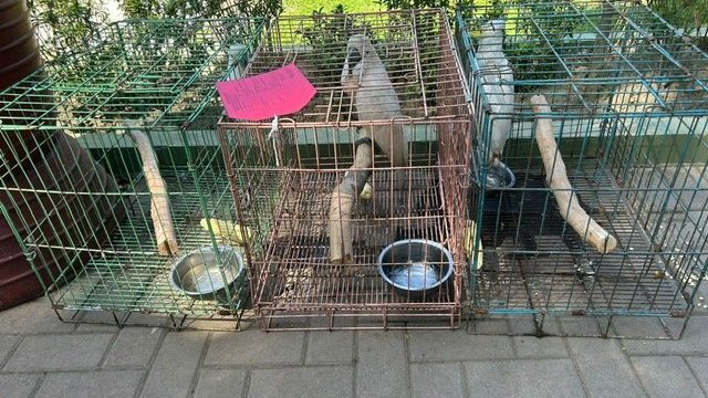 Jual Beli Burung Dilindungi di Sosmed, Pemilik Akun Mas Yanto 'Dikandangkan'