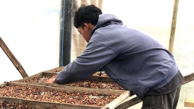 Pemuda Asal Babadan Sukses Budidaya Kopi Arabica