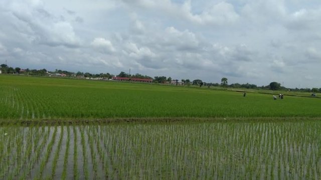 Milenial Sukoharjo Terus Didorong Berani Terjun di Pertanian