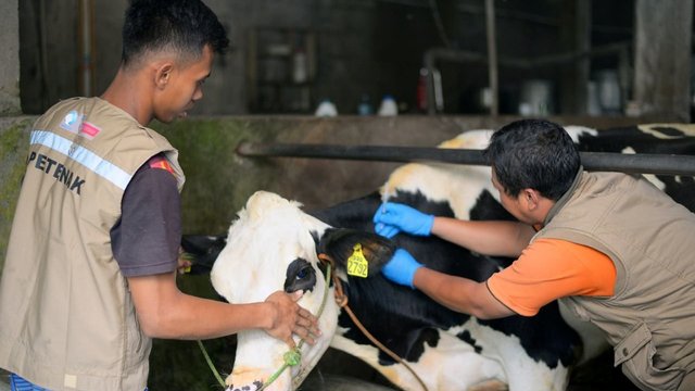 Sapi di Wonogiri Mati Akibat Antraks