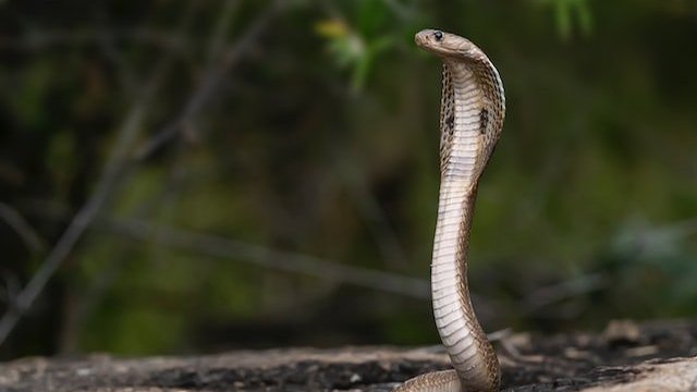 King Cobra Snake Facts