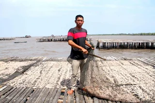 Produksi Terus Menurun, Nelayan Udang Rebon di Bengkalis Hadapi Berbagai Kendala