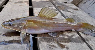 Menyelamatkan Ikan Endemik Asli Indonesia dari Ancaman Kepunahan