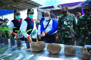 Tingkatkan Bidang Pertanian, Tanaman Porang Dibudidayakan Di Banyuasin