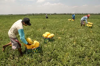 Hujan Datang Lebih Awal Jadi Kendala Petani Buah Musiman