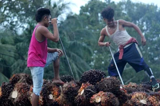 Dilema Peremajaan Sawit Rakyat di Kalimantan Barat