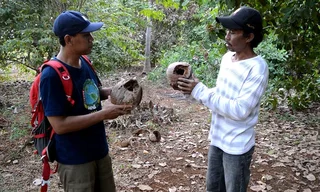 Konservasi dan Ekowisata Kakatua Jambul Kuning di Pulau Masakambing