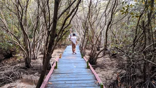 Mangrove, Garda Terdepan Jaga Pesisir
