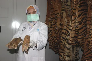 Masa Depan Harimau Sumatera di Tangan Kita