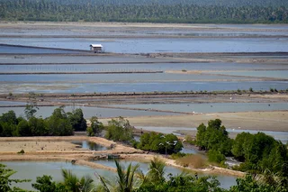 Teluk Tomini Kehilangan Mangrove Akibat Alih Fungsi Lahan