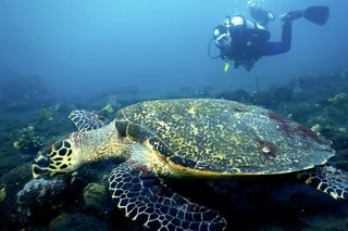 Catatan seorang Diver: Laut Tempat Kita Bermain, Jaga Kelestariannya