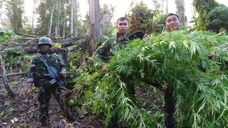 TNI Kembali Temukan Ladang Ganja di Perbatasan RI-PNG