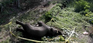 Nasib Kelam Gajah Sumatera Belum Berakhir