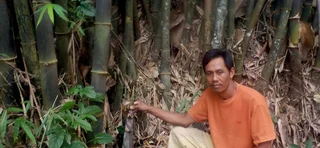 Pohon Bambu Dapat Mencegah Banjir, Longsor dan Kekeringan. Benarkah?