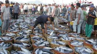 Pemerintah Optimis Produksi Ikan Tangkap RI 8 Juta Ton