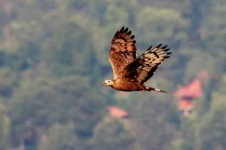 Migrasi Burung Pemangsa dan Kelestarian Hutan Indonesia