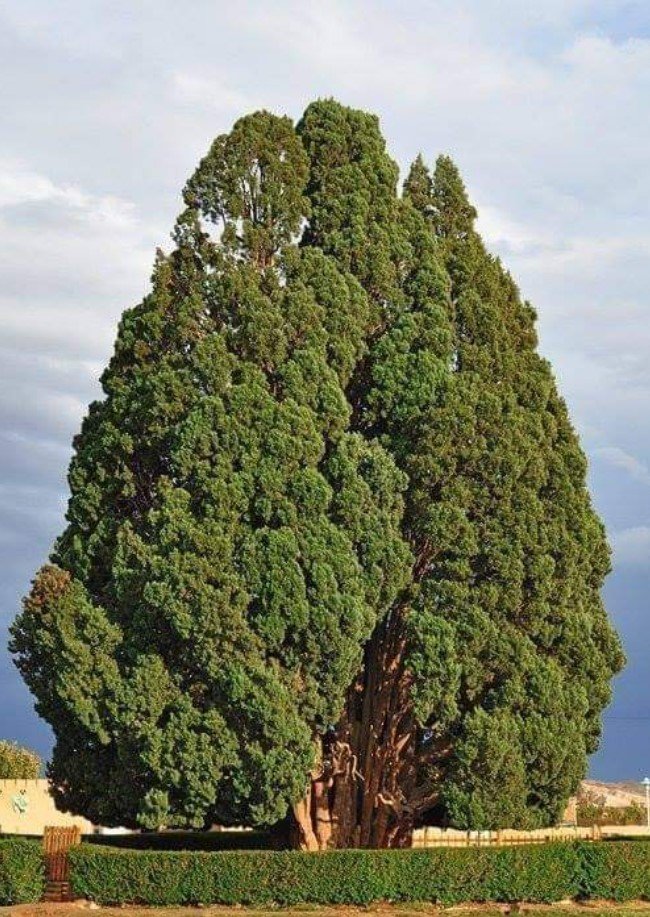 8 Oldest Trees In The World trstdly trusted news in simple english