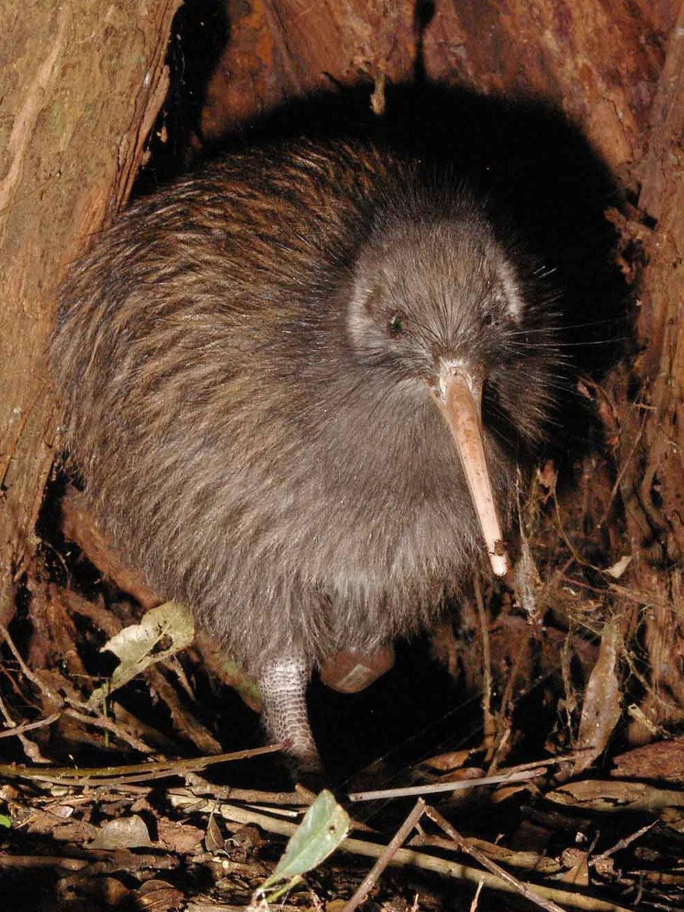 5-interesting-facts-about-kiwi-birds-the-national-symbol-of-new