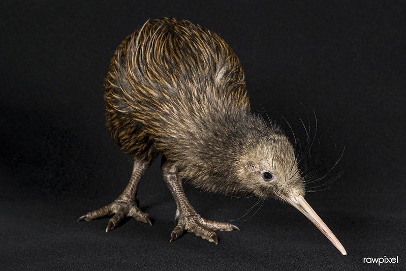 5 Interesting Facts About Kiwi Birds The National Symbol Of New