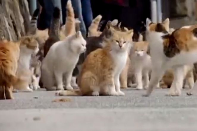 Pulau Ini Dipenuhi dengan Kumpulan Kucing  Money.id