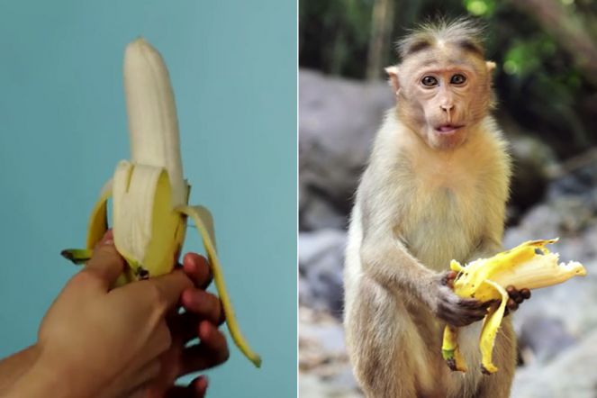 Ternyata, Cara Makan Pisang yang Benar Seperti Monyet 