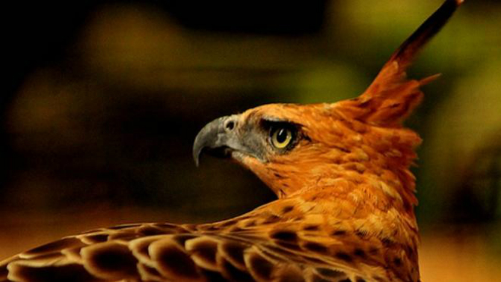 3 Fakta Dan Makna Hebat Dibalik Lagu Manuk Dadali Famous Id