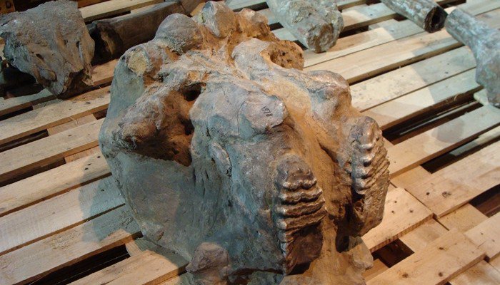 Ternyata 5 Hewan Purba Ini Pernah Hidup Di Indonesia Lho Famous Id