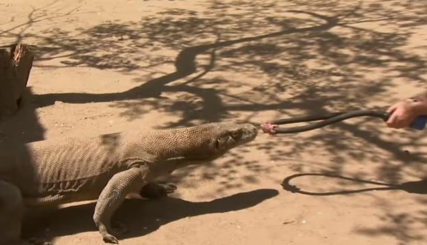 47 Gambar Sketsa Hewan Komodo Gratis Terbaru