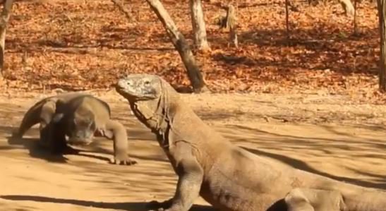 47 Gambar Sketsa Hewan Komodo Gratis Terbaru