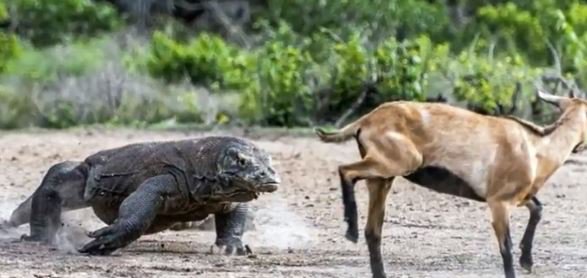 47 Gambar Sketsa Hewan Komodo Gratis Terbaru