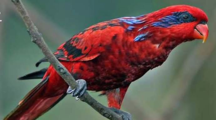 Miris 5 Hewan Asli Papua Terancam Punah Akibat Perburuan Liar