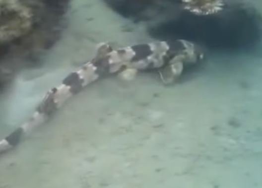 Miris 5 Hewan Asli Papua Terancam Punah Akibat Perburuan Liar Famous Id