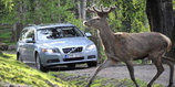 Volvo Fokus Kembangkan Sistem yang Melindungi Hewan