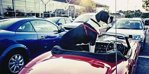 Lihat Bagaimana Anjing Super Besar Ini Naik Mobil Otosia Com