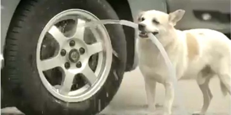 Tak Cuma Jaga Rumah Anjing Ternyata Juga Bisa Menjaga Mobil