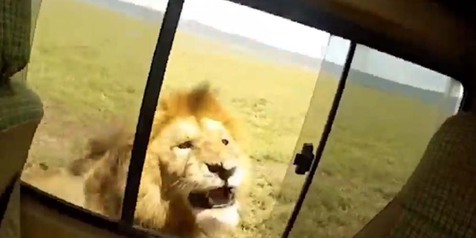 Walaupun Hanya Menepuk Singa dari dalam Mobil, Tetap Tak Boleh