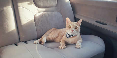 Cara Ajak Kucing Ikutan Roadtrip, Aman Nggak Ya?