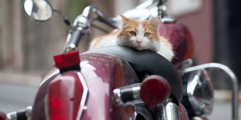 Tips Menjaga Jok Motor Aman dari Cakaran Kucing