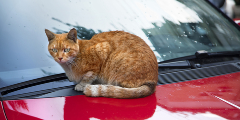 Kenapa Kucing Suka Sembunyi di Kap Mobil?