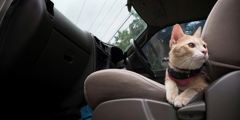 Jangan Sekadar Keren, Ini Tips Pilih Cat Harness Aman Saat Road Trip